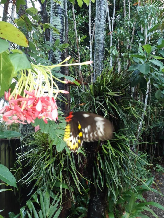 Travellers Paradise Cairns Eksteriør bilde Butterfly in the Butterfly House