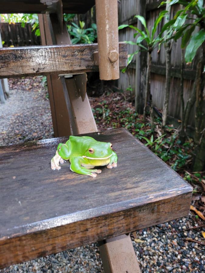 Travellers Paradise Cairns Eksteriør bilde A green tree frog