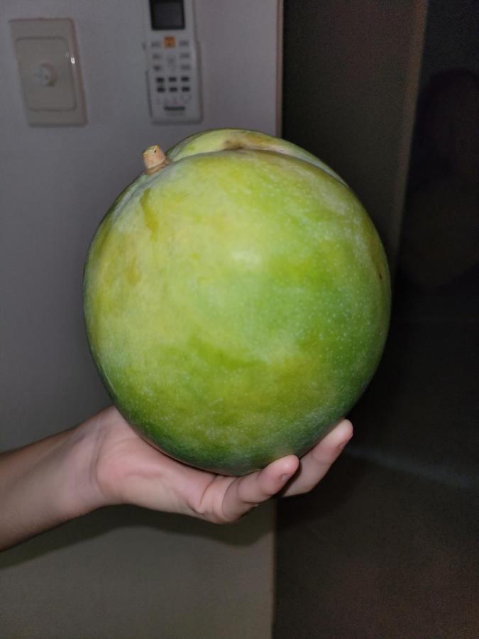 Travellers Paradise Cairns Eksteriør bilde An unripe mango