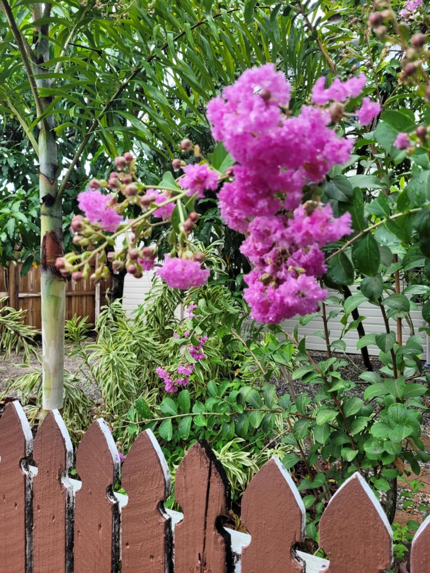 Travellers Paradise Cairns Eksteriør bilde Lagerstroemia speciosa