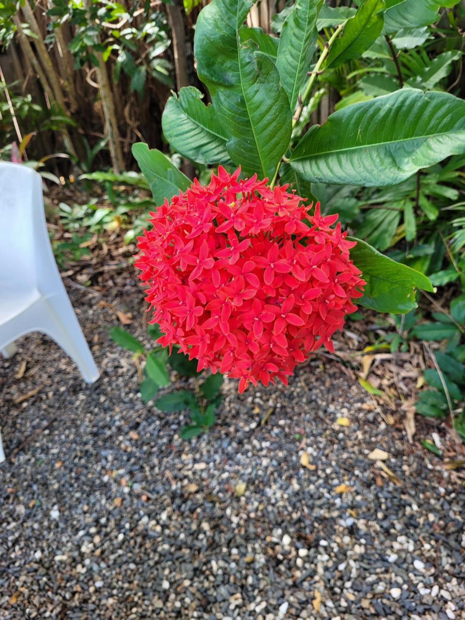Travellers Paradise Cairns Eksteriør bilde Flower of a red variety